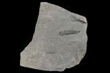Pennsylvanian Fossil Fern (Neuropteris) Plate - Kentucky #160238-3